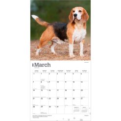 Beagles 2027 Square Wall Calendar - Image 3
