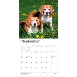 Beagles 2027 Square Wall Calendar - Image 4