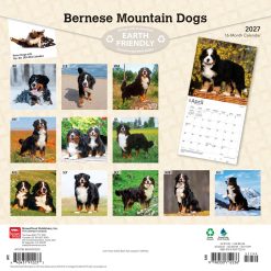 Alternative view of Bernese Mountain Dogs 2027 Square Wall Calendar