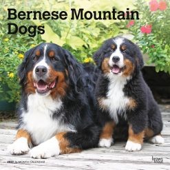 Bernese Mountain Dogs 2027 Square Wall Calendar