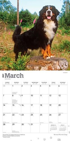 Bernese Mountain Dogs 2027 Square Wall Calendar - Image 3