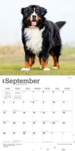 Bernese Mountain Dogs 2027 Square Wall Calendar - Image 4