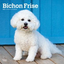 Bichon Frise 2027 Square Wall Calendar