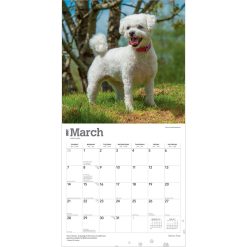 Bichon Frise 2027 Square Wall Calendar - Image 3