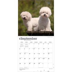 Bichon Frise 2027 Square Wall Calendar - Image 4