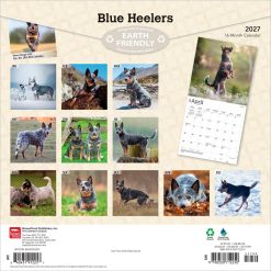 Alternative view of Blue Heelers 2027 Square Wall Calendar