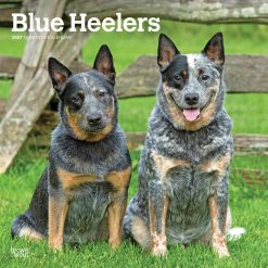 Blue Heelers 2027 Square Wall Calendar