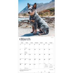 Blue Heelers 2027 Square Wall Calendar - Image 3