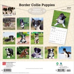 Alternative view of Border Collie Puppies 2027 Square Wall Calendar