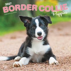 Border Collie Puppies 2027 Square Wall Calendar