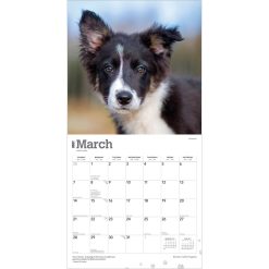 Border Collie Puppies 2027 Square Wall Calendar - Image 3