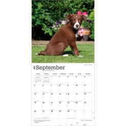 Border Collie Puppies 2027 Square Wall Calendar - Image 4