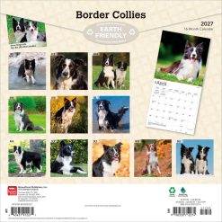 Alternative view of Border Collies 2027 Square Wall Calendar