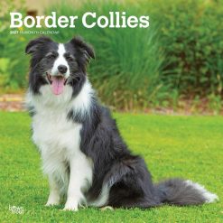 Border Collies 2027 Square Wall Calendar