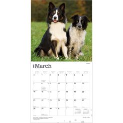 Border Collies 2027 Square Wall Calendar - Image 3