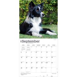Border Collies 2027 Square Wall Calendar - Image 4