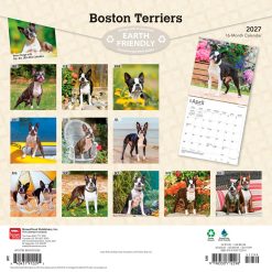Alternative view of Boston Terriers 2027 Square Wall Calendar