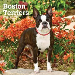 Boston Terriers 2027 Square Wall Calendar