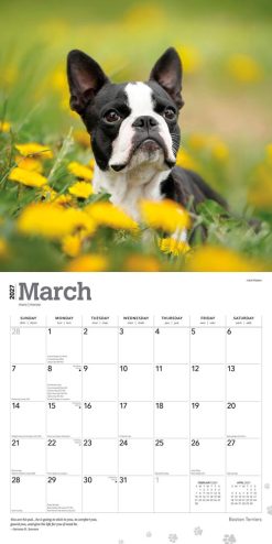 Boston Terriers 2027 Square Wall Calendar - Image 3