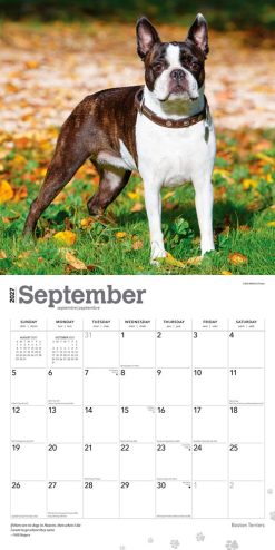 Boston Terriers 2027 Square Wall Calendar - Image 4