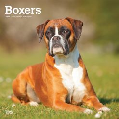 Boxers International Edition 2027 Square Wall Calendar