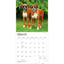 Boxers International Edition 2027 Square Wall Calendar - Image 3