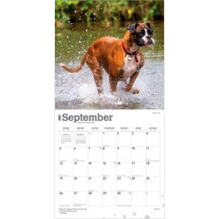 Boxers International Edition 2027 Square Wall Calendar - Image 4