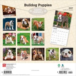 Alternative view of Bulldog Puppies 2027 Square Wall Calendar