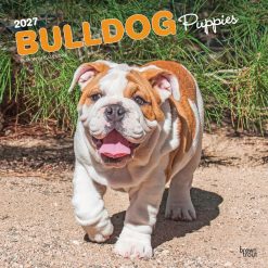 Bulldog Puppies 2027 Square Wall Calendar
