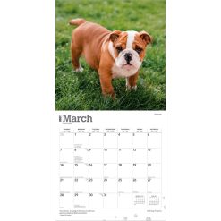 Bulldog Puppies 2027 Square Wall Calendar - Image 3