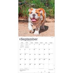 Bulldog Puppies 2027 Square Wall Calendar - Image 4