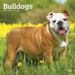 Bulldogs 2027 Square Wall Calendar