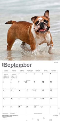 Bulldogs 2027 Square Wall Calendar - Image 4
