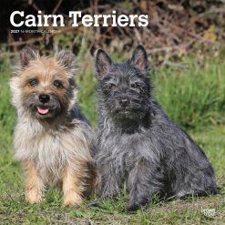 Cairn Terriers 2027 Square Wall Calendar