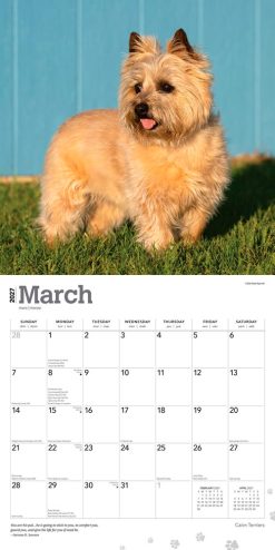Cairn Terriers 2027 Square Wall Calendar - Image 3