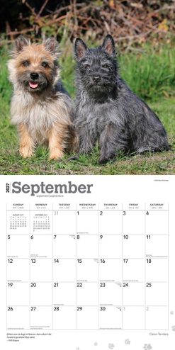 Cairn Terriers 2027 Square Wall Calendar - Image 4