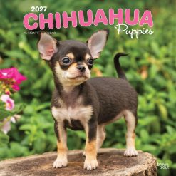 Chihuahua Puppies 2027 Square Wall Calendar