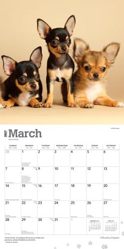 Chihuahua Puppies 2027 Square Wall Calendar - Image 3