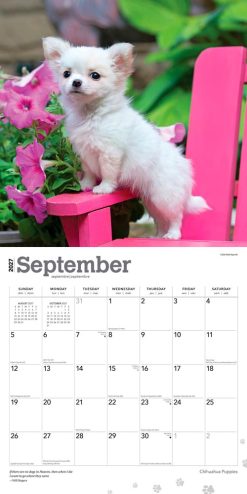 Chihuahua Puppies 2027 Square Wall Calendar - Image 4