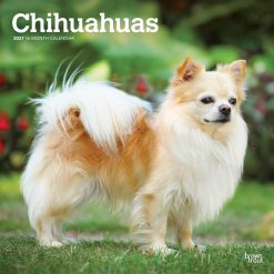 Chihuahuas 2027 Square Wall Calendar