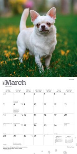 Chihuahuas 2027 Square Wall Calendar - Image 3