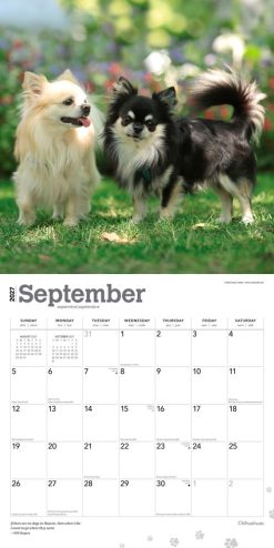 Chihuahuas 2027 Square Wall Calendar - Image 4