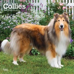 Collies 2027 Square Wall Calendar