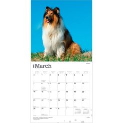 Collies 2027 Square Wall Calendar - Image 3