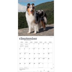 Collies 2027 Square Wall Calendar - Image 4