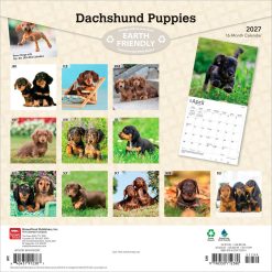 Alternative view of Dachshund Puppies 2027 Square Wall Calendar