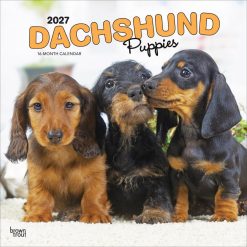 Dachshund Puppies 2027 Square Wall Calendar