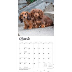 Dachshund Puppies 2027 Square Wall Calendar - Image 3