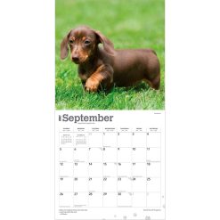 Dachshund Puppies 2027 Square Wall Calendar - Image 4