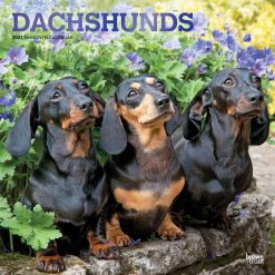 Dachshunds 2027 Square FOIL Wall Calendar